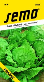 Salát hlávkový Pražan